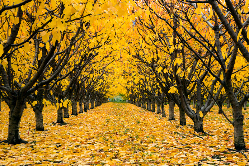 okanagan-foliage