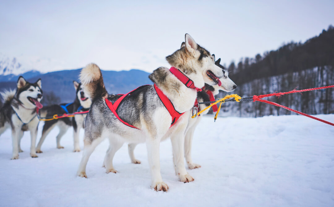 husky in harness in the mountains