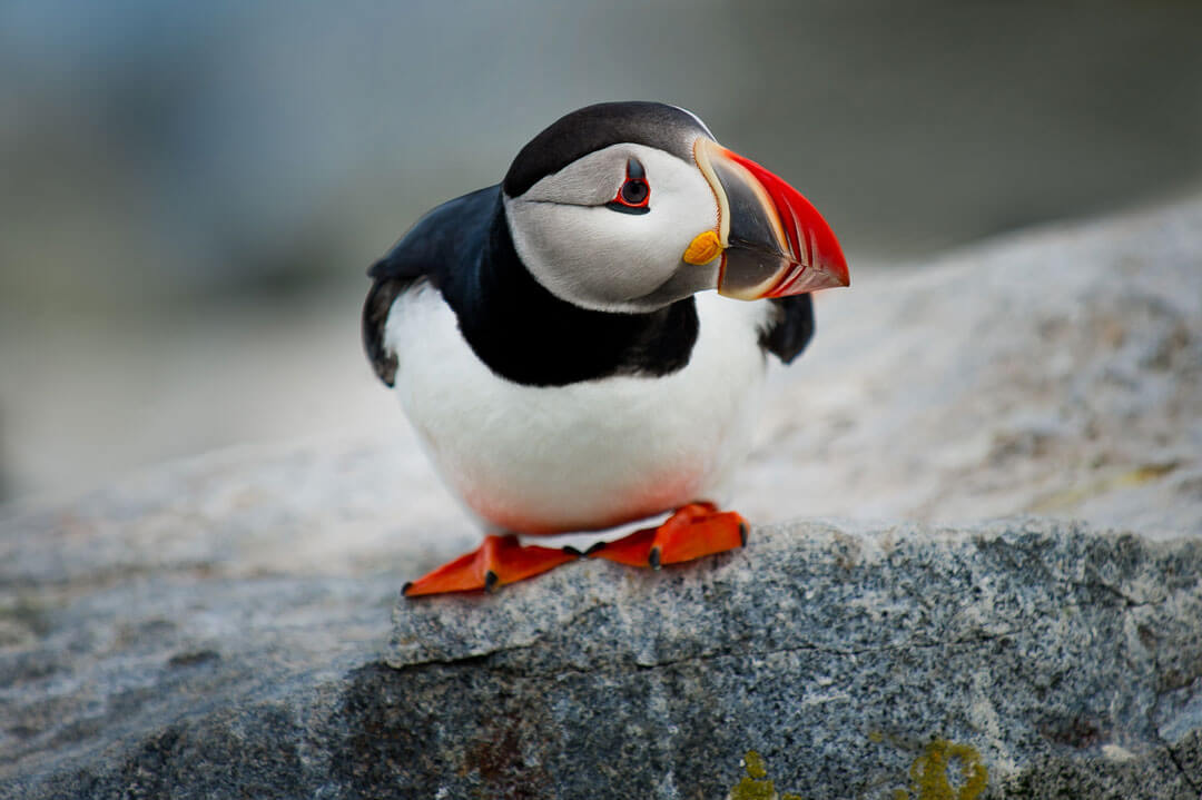 puffin