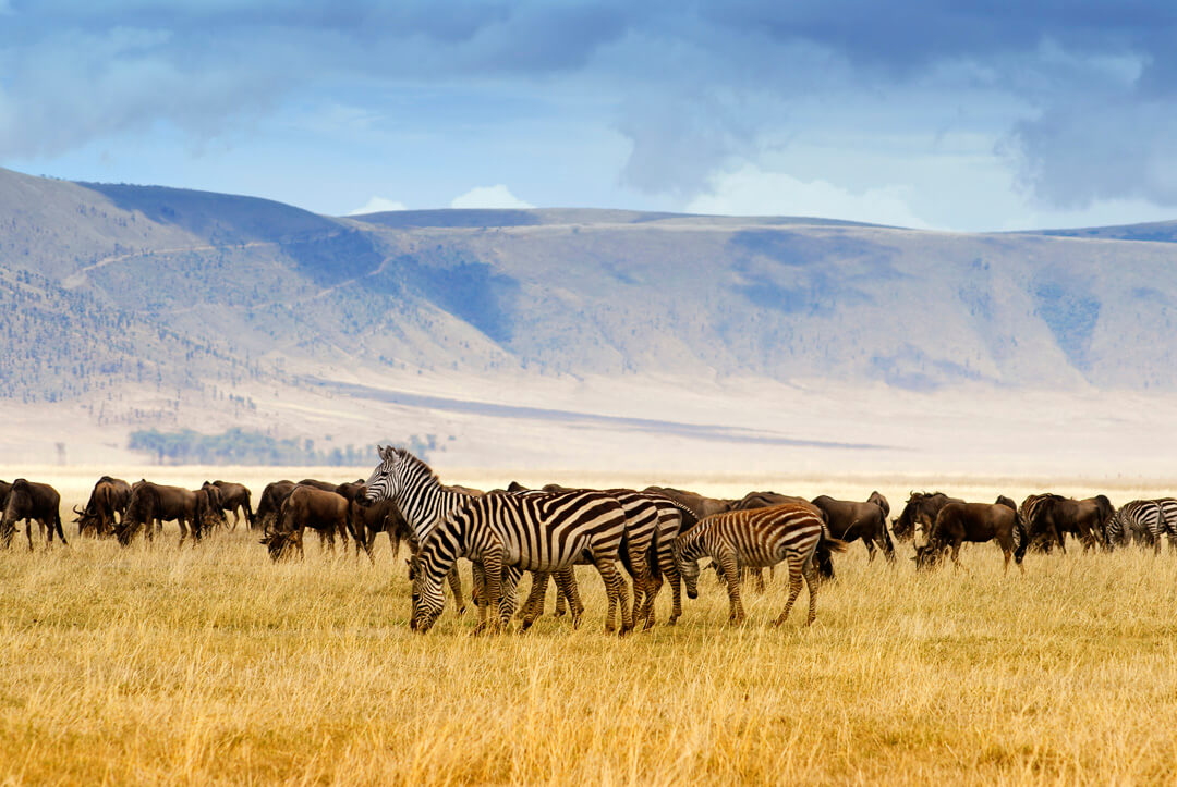 Wildebeest and zebra grazing in the Ngorongoro Crater in Tanzania.