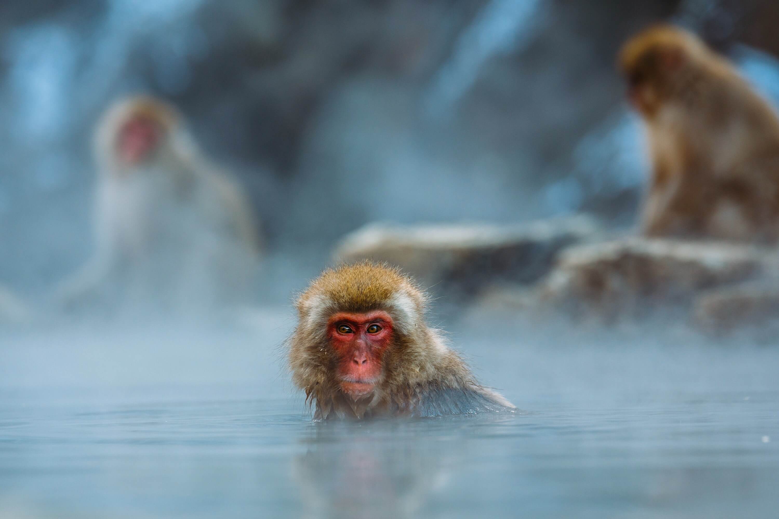 Snow monkeys, Steven Diaz, Unsplash.com