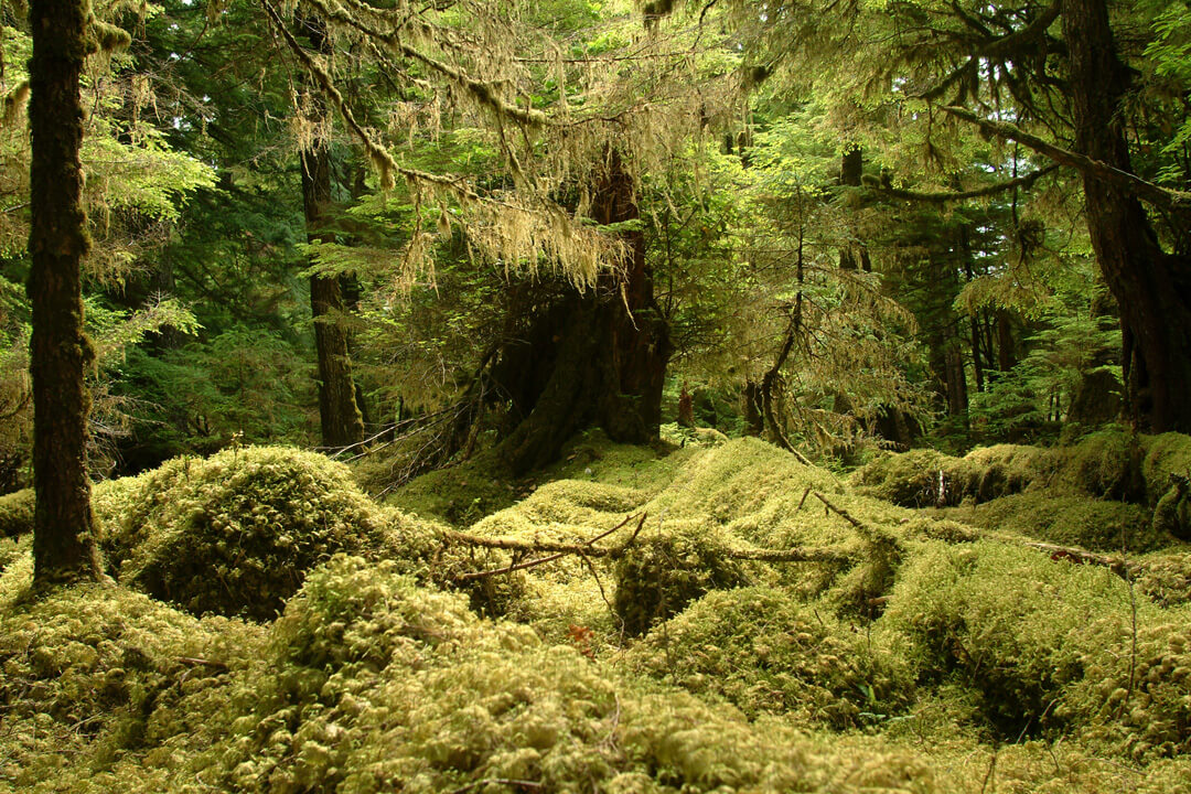 "Mossy forest and stumps bathed in soft light. Location: Windy Bay, Gwaii Haanas National Park, British Columbia, Canada."