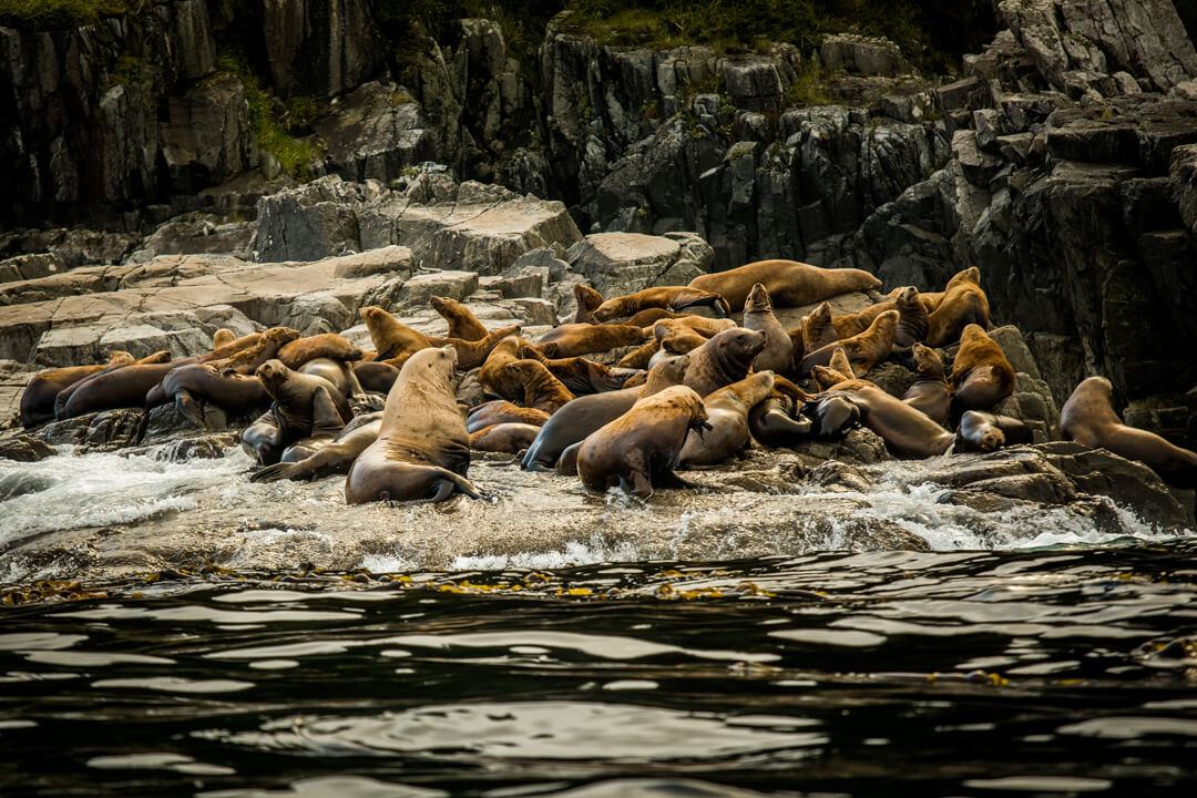 Sea Lion relaxing on the coast of Haida Gwaii. British Columbia.