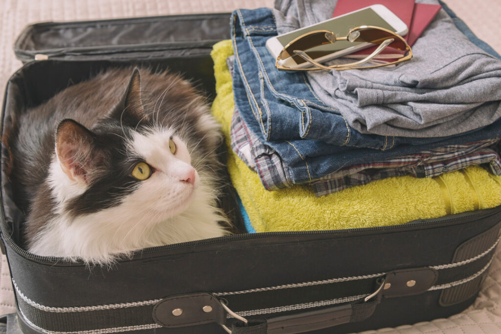 Long-haired cat sitting next to a pile of folded clothes in a suitcase.