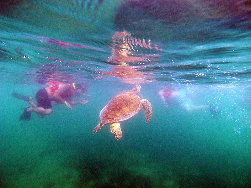 sea turtle snorkeling in akumal bay
